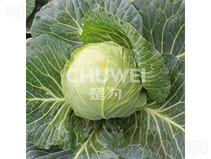 ���A��114-���{(l��n)�N��-��������