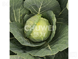 ���A��106-���{(l��n)�N��-��������