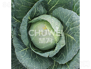 ���A��132-���{(l��n)�N��-��������