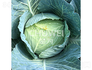 �ʼ�70-���{(l��n)�N��-��������