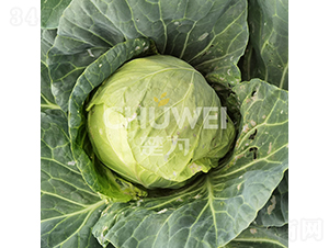 �G�M�@-���{(l��n)�N��-��������