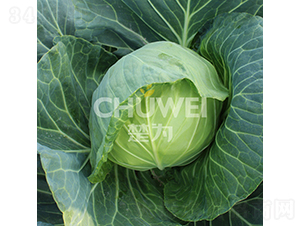 ���A��105-���{(l��n)�N��-��������