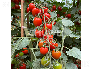 �tؐ��-���ѷN��-��������