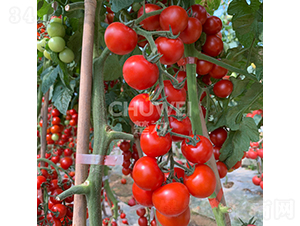 ��ؐ��-���ѷN��-��������