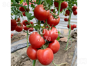 ����8S77-���ѷN��-��������