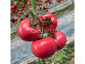 ����8A03-���ѷN��-��������