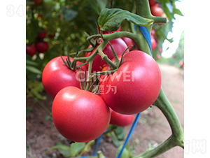 ���Z����-���ѷN��-��������