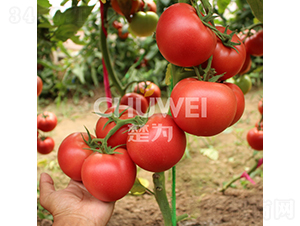 ϣΨ��-���ѷN��-��������