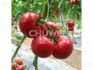 ����S350-���ѷN��-��������