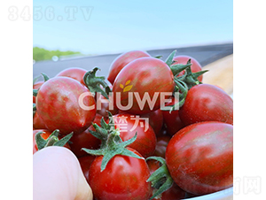 ����2̖-���ѷN��-��������