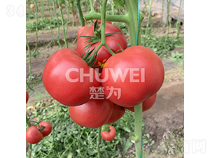 ����8A20-���ѷN��-��������