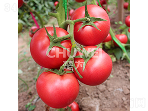 ����ϲ-���ѷN��-��������