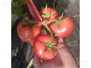 ����S351-���ѷN��-��������