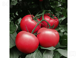 �۵���-���ѷN��-��������