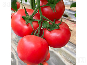 ����-���ѷN��-��������