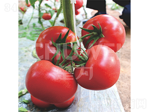 ��̩-���ѷN��-��������