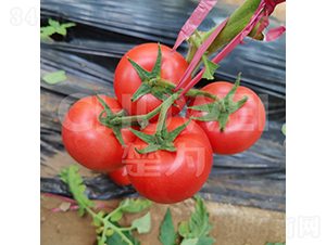 萬(wàn)寶211-番茄種子-楚為生物