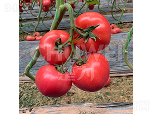 ������һ̖-���ѷN��-��������