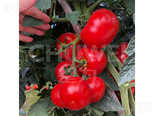 ӳɽ�t-���ѷN��-��������