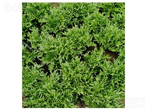 ������Ԋ-���˷N��-�����N�I(y��)