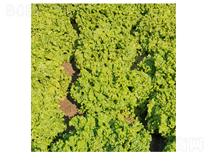 �����m��-���˷N��-�����N�I(y��)