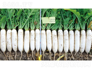 ����5̖(h��o)-�}���N��-�����N�I(y��)