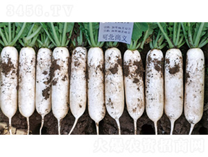 �����׎�-�}���N��-�����N�I(y��)