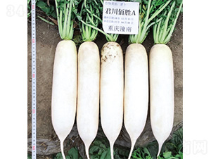 �����ۄ�A-�}���N��-�����N�I(y��)