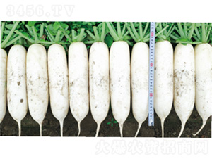 ����6̖(h��o)-�}���N��-�����N�I(y��)