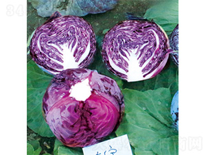 �����挚-���{(l��n)�N��-�����N�I(y��)