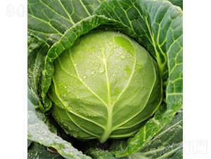 ���v3̖-���{(l��n)�N��-�����N�I(y��)