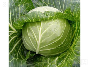 �M�@��ɫ-���{�N��-�����N�I(y��)