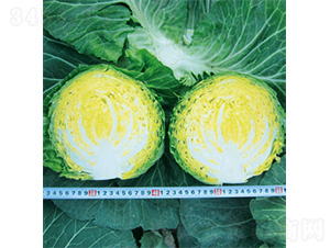 ����800-���{�N��-�����N�I(y��)