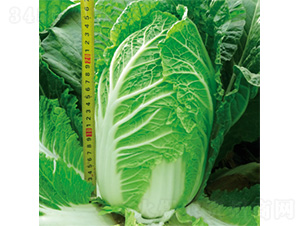 ����55-�ײ˷N��-�����N�I(y��)