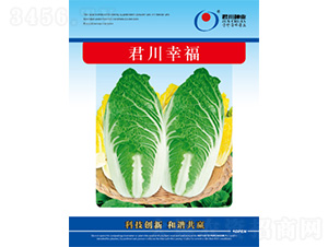 君川幸福-白菜種子-君川種業(yè)