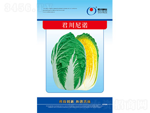 君川尼諾-白菜種子-君川種業(yè)