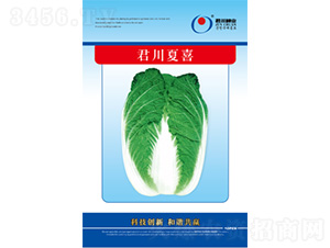 君川夏喜-白菜種子-君川種業(yè)