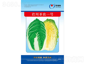 君川圣農(nóng)一號-白菜種子-君川種業(yè)