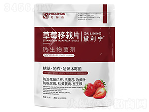 草莓移栽片-黛利寧-美伽儂