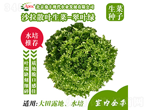 脆葉綠-生菜種子-鼎豐農(nóng)業(yè)