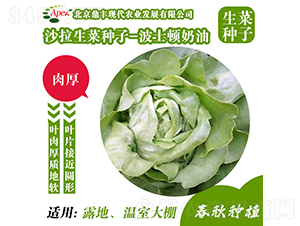 波士頓奶油-生菜種子-鼎豐農(nóng)業(yè)