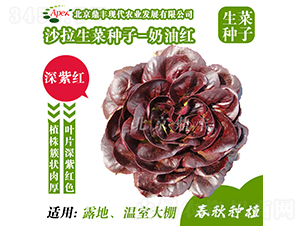 奶油紅-生菜種子-鼎豐農(nóng)業(yè)