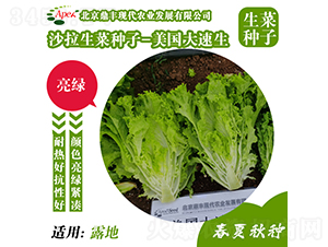 美國大速生-生菜種子-鼎豐農業(yè)