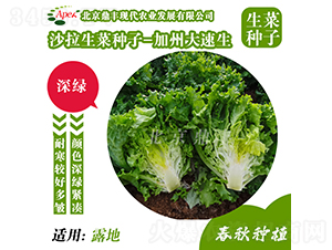 加州大速生-生菜種子-鼎豐農(nóng)業(yè)