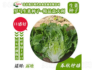 精品意大利-生菜種子-鼎豐農業(yè)