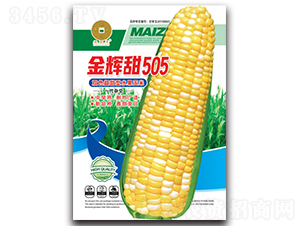 金輝甜505-玉米種子-華為種業(yè)