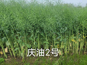 �c��2̖-�Ͳ˷N��-���r�Ƽ�