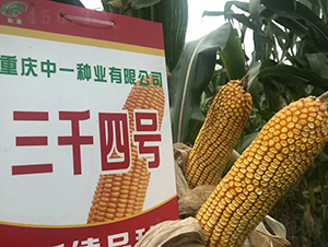 ��ǧ4̖(h��o)��ɽ��С��ڣ�-���׷N��-���r(n��ng)�Ƽ�