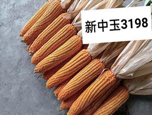 ������3198-���׷N��-���r(n��ng)�Ƽ�