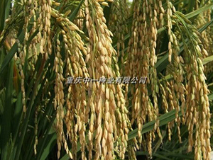 Q��(y��u)5̖(h��o)-ˮ���N��-���r(n��ng)�Ƽ�